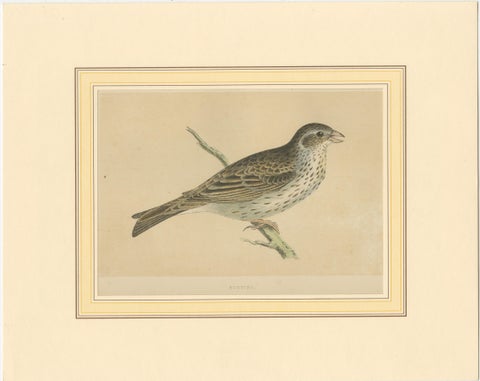 Antique Bird Print of a Bunting, view 2