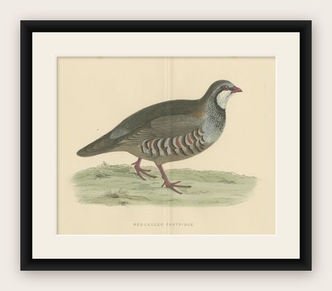 Original Antique Print of a Red-Legged Partridge 'with Centre Fold', shown framed