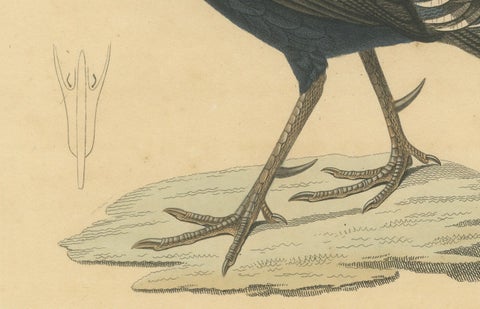 Hand-Colored Engraving of a Himalayan Monal, Exotic Ornithological Print, 1808, close-up 2
