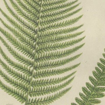 Corn Horsetail, Rough Horsetail and Marsh Horsetail, Botanical Triptych, 1873, close-up 2