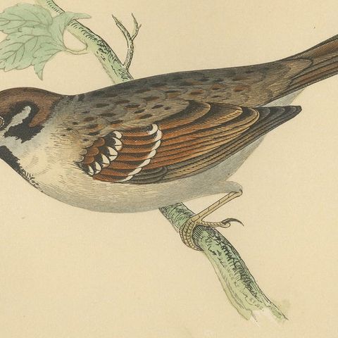 Antique Bird Print of a Tree Sparrow, close-up 2