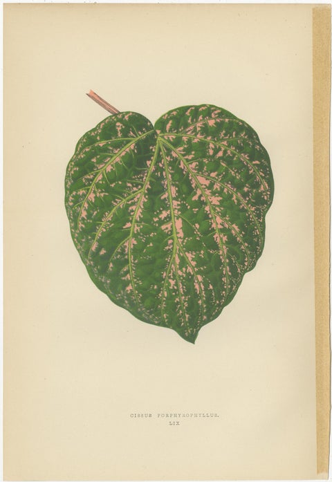 Set of 6 Botany Prints - Alocasia Metallica - Echites Nutans (1891), view 6