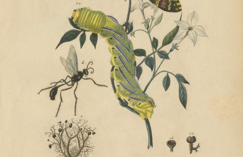 Pair of French Sphinx Moth Engravings by Duméril & Guérin, 1835, close-up 2