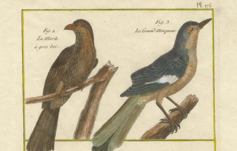Hand-Colored Engraving of Warblers and Blackbirds from Histoire Naturelle, 1790, close-up 2