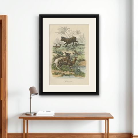 Antique Print of Antelopes, 1854, shown framed on a wall