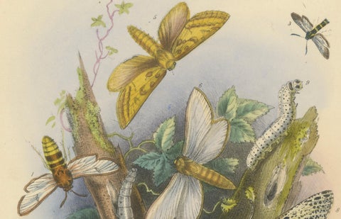 Stunning Vintage Butterfly and Moth Illustration Compilation, Hand-colored, 1860, close-up 2