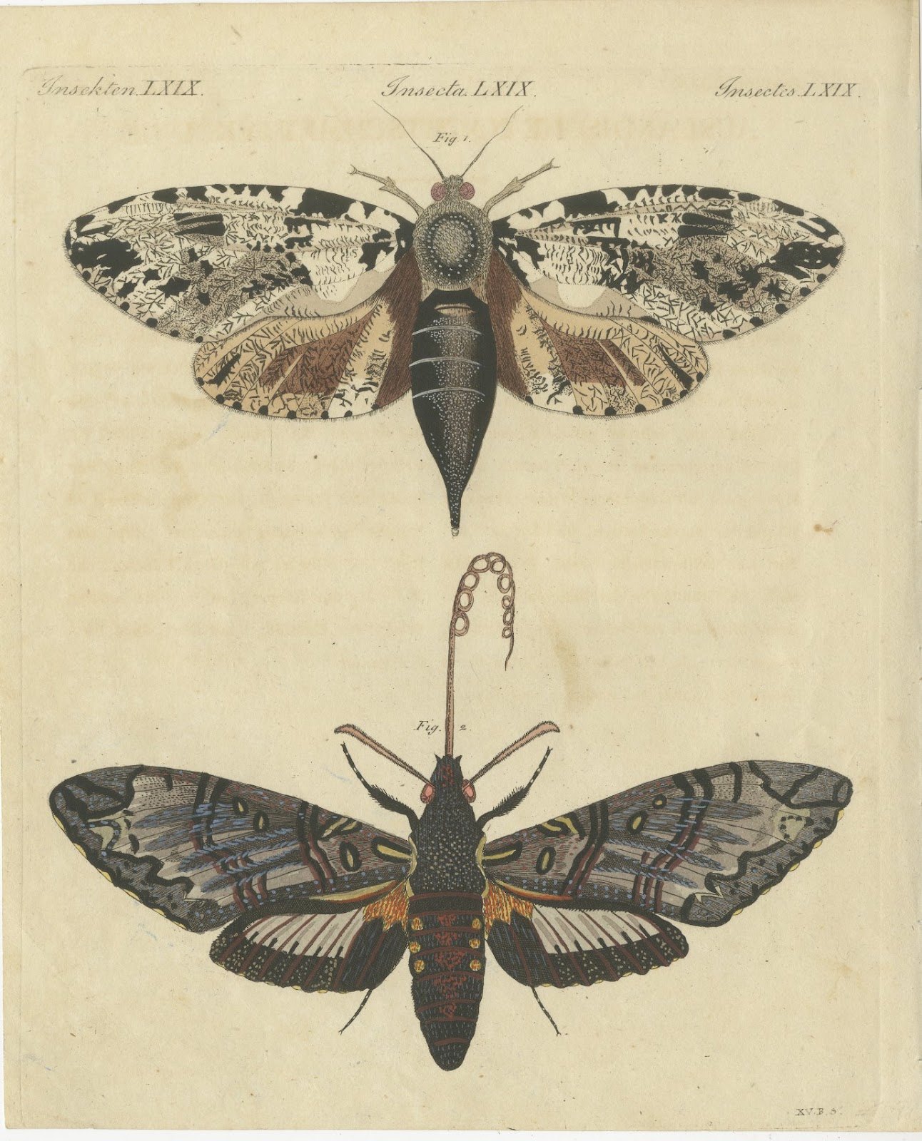 Two Large Exotic Moths, Antique Bertuch Print, circa 1815