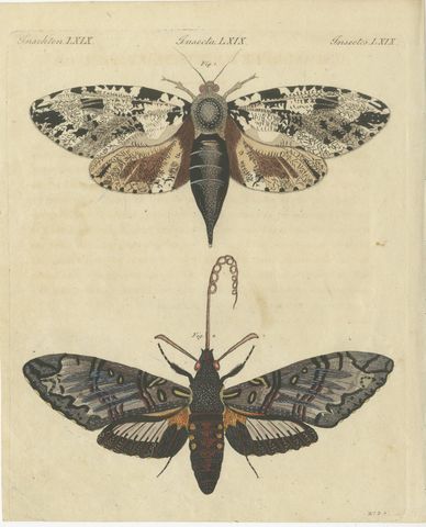 Two Large Exotic Moths, Antique Bertuch Print, circa 1815
