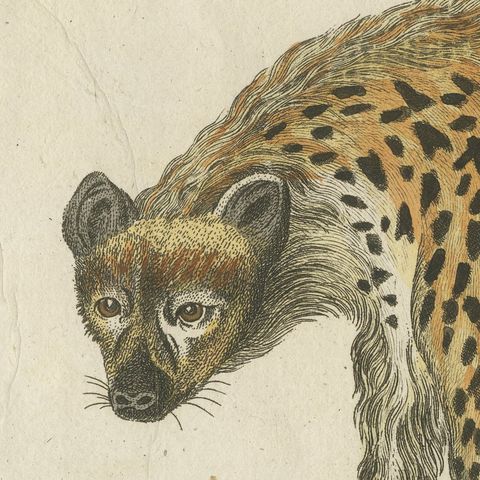 Cross Fox and Spotted Hyena, Antique Bertuch Print, Vienna, circa 1812, close-up 5