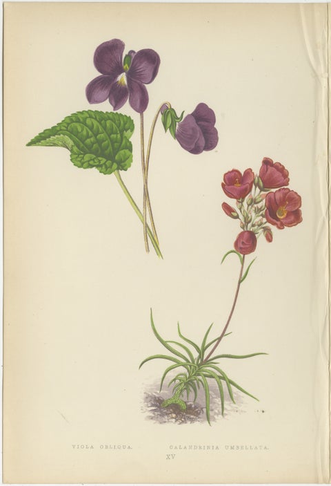 Alpine Violet and Red Calandrinia hand coloured botanical print 1874, view 2