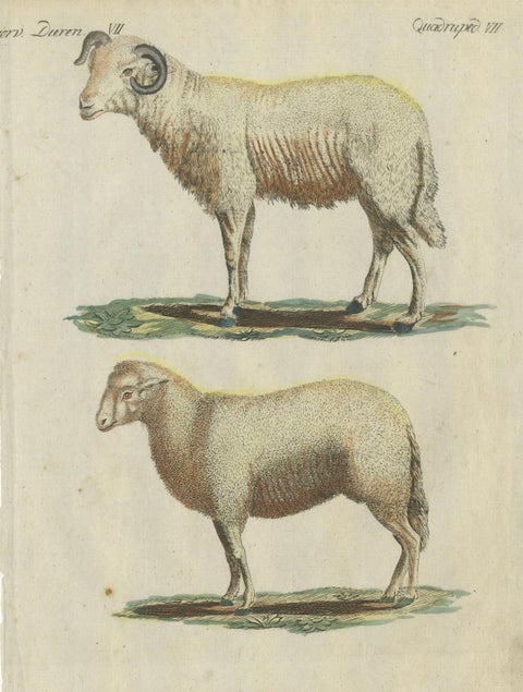 Patina Rich Hand Colored Antique Print of a Sheep and Ram, circa 1820, close-up 3