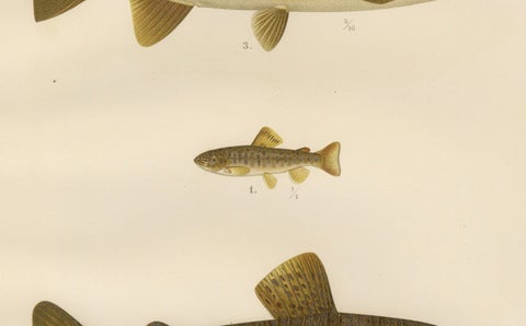 Brown Trout Diversity in Scandinavian Waters: Exquisite Lithograph, 1895, close-up 5