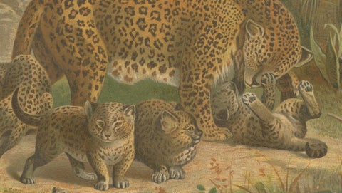 Leopards, Antique Big Cat Print, Victorian Natural History, 1894, close-up 2