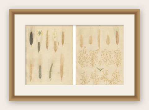 Antique Wheat and Rye Botanical Prints, Agricultural Study, Germany 1852, shown framed