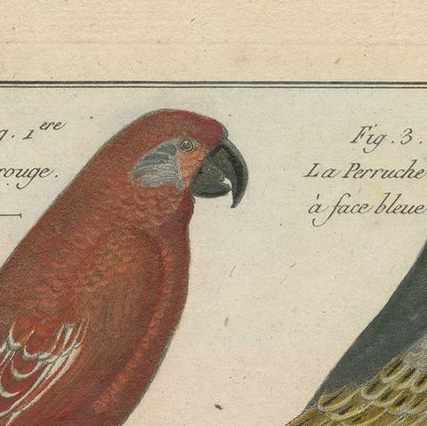 Beautiful, Richly Colored, Copper Engraving of Parrots and Parakeets '1792', close-up 1