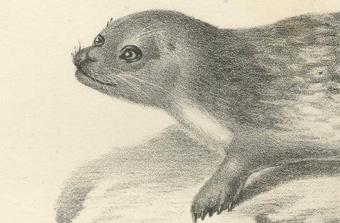19th-Century Lithograph of Seals and Elephant Seals in Arctic and Marine Habitat, close-up 2