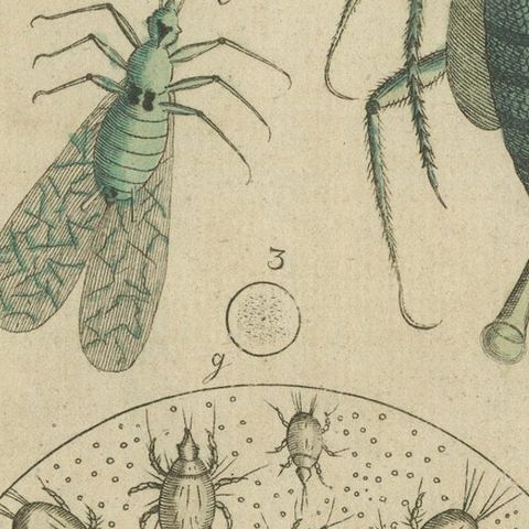 Antique Handcolored Engraving of Aphids and Related Small Insects, c.1800, close-up 5