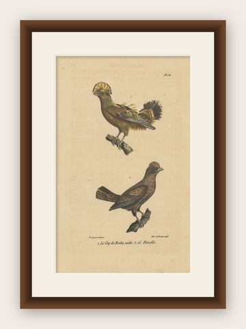 Antique Hand-colored Bird Print of Cocks-of-the-Rock by Lejeune 'c.1830', shown framed