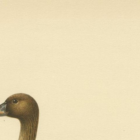Antique Bird Print of the Taiga Bean Goose by Von Wright, 1929, close-up 1