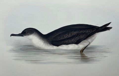 Manks Shearwater, Antique Bird Print by John Gould, c.1832, view 2