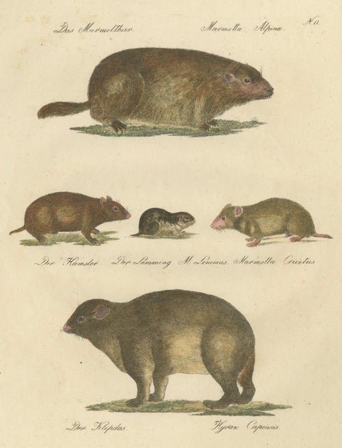 Alpine Marmot, Hamster, Lemming & Rock Hyrax, Brodtmann Lithograph, 1816, close-up 1