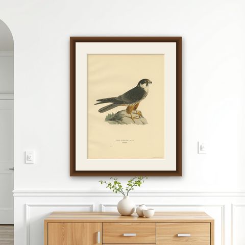 Antique Bird Print of the Eurasian Hobby Falcon by Von Wright, 1929, shown framed on a wall