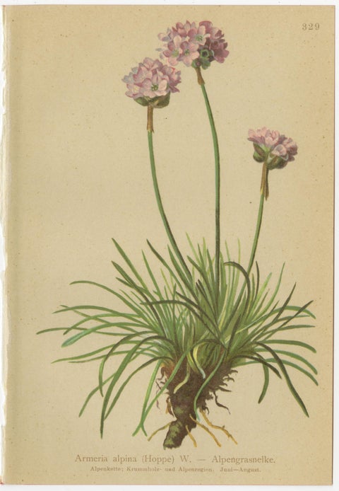 Alpine Gentiana Botanical Wall Collection, Set of 10, Antique Chromolithos, 1897, view 3