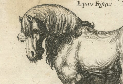 Early Frisian and Hungarian Horse Engraving by Jonstonus & Merian, 1650, close-up 4