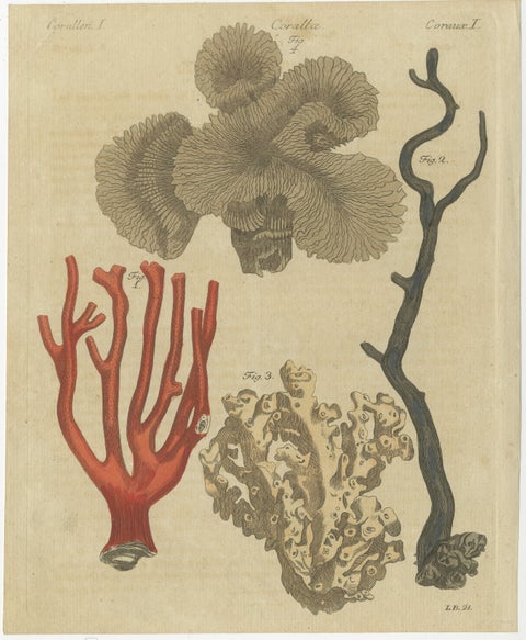 Original Antique Print of Four Corals by Bertuch, c. 1790