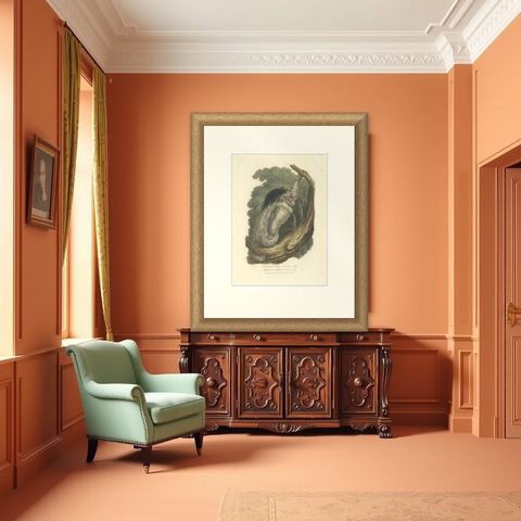 Antique Print with Hand Coloring of a Pale-Throated Sloth, shown framed in a room