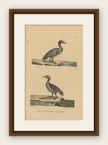 Pl. 172 Antique Bird Print of the Eurasian Wigeon by Lejeune 'c.1830', shown framed