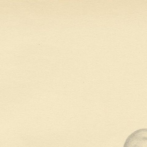 Antique Bird Print of the Common Gull 'Summer' by Von Wright, 1929, close-up 1