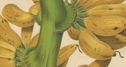 Antique Banana Botanical Chromolithograph by Hoola van Nooten, c. 1880, close-up 2
