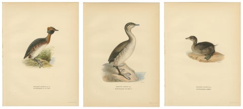 Antique Horned Grebe Bird Lithographs Set of 3, Podiceps Auritus, 1929, view 2
