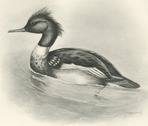 Red-breasted Merganser Drake, Plate CXCII after Lilian Medland, c. 1909, close-up 1