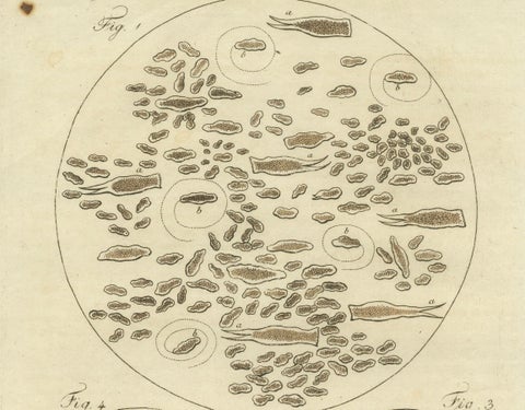 Microscopic Study of Insect Anatomy: Hand-Colored Engraving from Bertuch, 1798, close-up 2