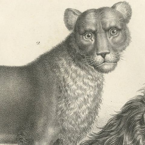 Original Antique Print of a Barbary Lion and Lioness by Brodtmann, close-up 1