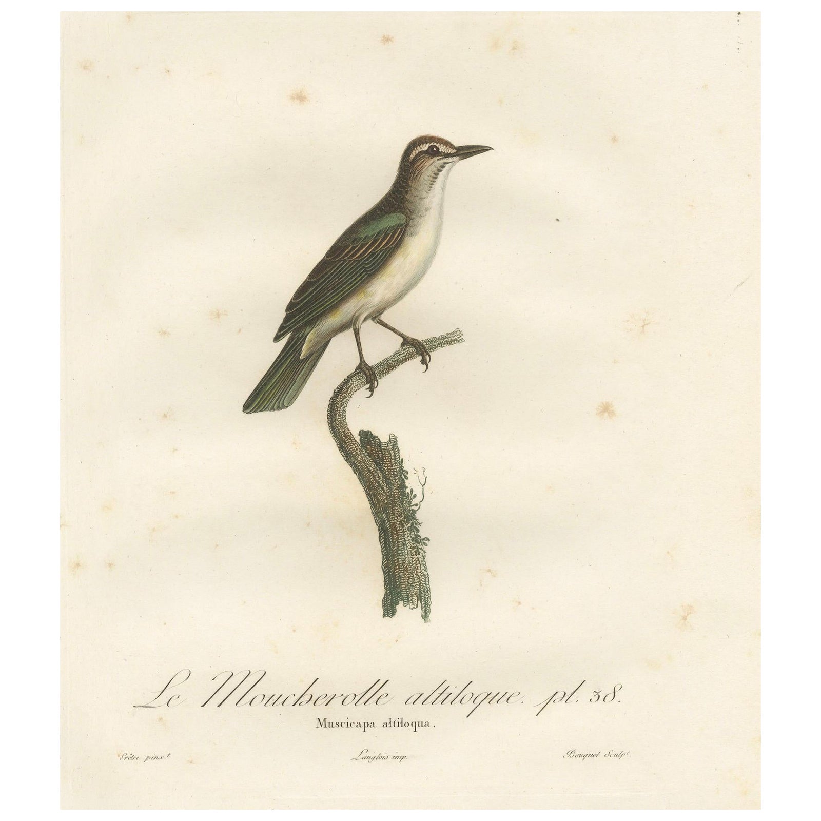 The Black-Whiskered Vireo, An 1807 Large Hand-Colored Ornithological Print