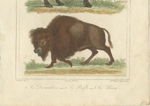 Buffon Dromedary Camel, Buffalo & Bison Hand-Colored Engraving, c.1835, close-up 3
