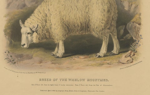 Old Lithograph of Ewe, Ram, and Lamb of the Wicklow Mountains in Ireland - 1842, close-up 2
