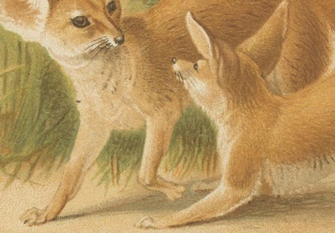 African Fennecs, Antique Desert Fox Chromolithograph, 1894, view 7