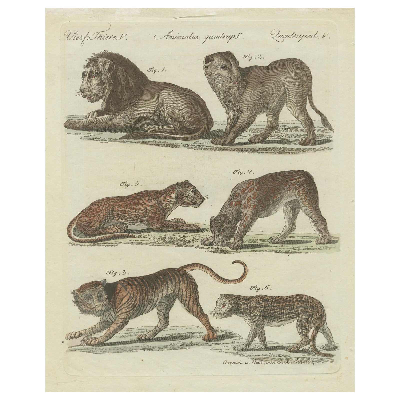 Lions, Tigers & Spotted Cats, Decorative Natural History Print c.1790
