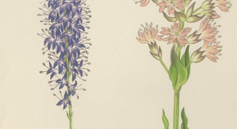 Spiked Speedwell and Alpine Catchfly hand-coloured botanical print 1874, close-up 1