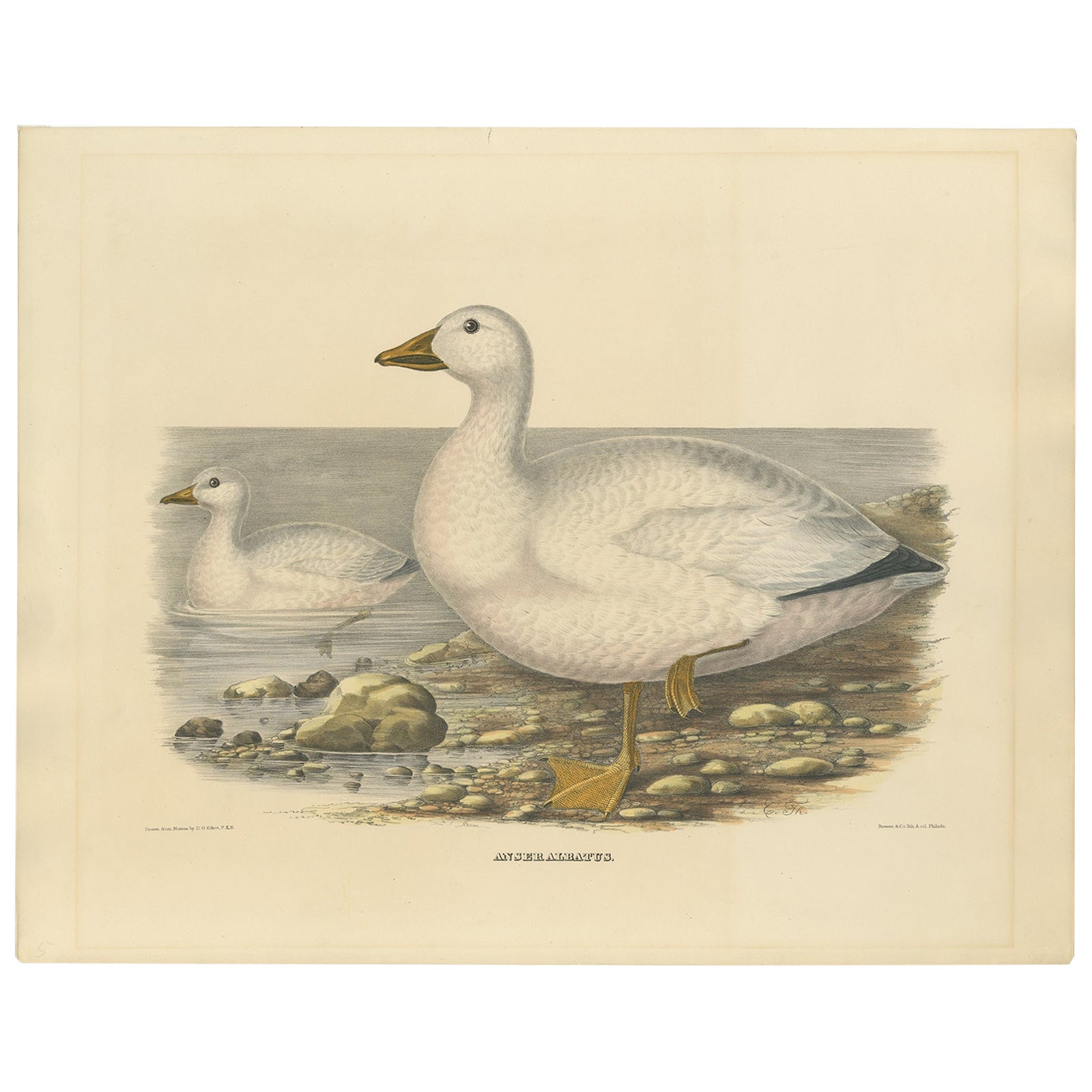 Large Rare Old Bird Print Depicting Cassin's Snow Goose, 1869