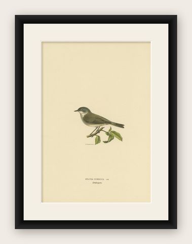 Antique Bird Print of the Lesser Whitethroat by Von Wright '1927', shown framed