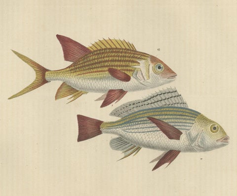 19th Century Sheepshead Seabream and Squirrelfish Antique Fish Print, 1845, close-up 1