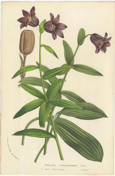 Set of 3 Antique Botany Prints, Chocolate Lily, Gladiolus, Tibouchina Elegans, view 2