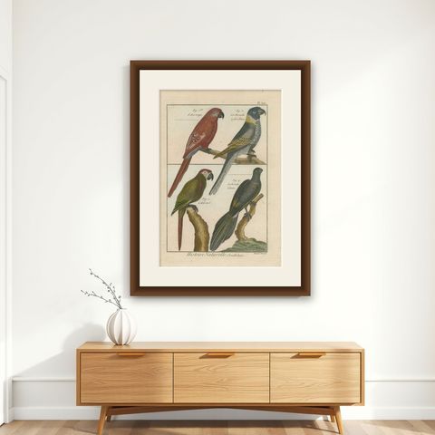 Beautiful, Richly Colored, Copper Engraving of Parrots and Parakeets '1792', shown framed on a wall