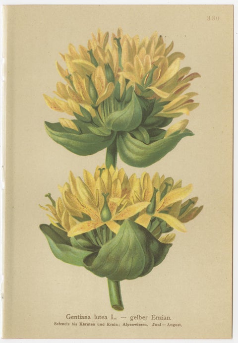 Alpine Gentiana Botanical Wall Collection, Set of 10, Antique Chromolithos, 1897, view 4