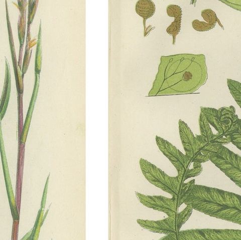 British Sedges Antique Botanical Prints, Hand-Colored Engravings, 1873, close-up 2